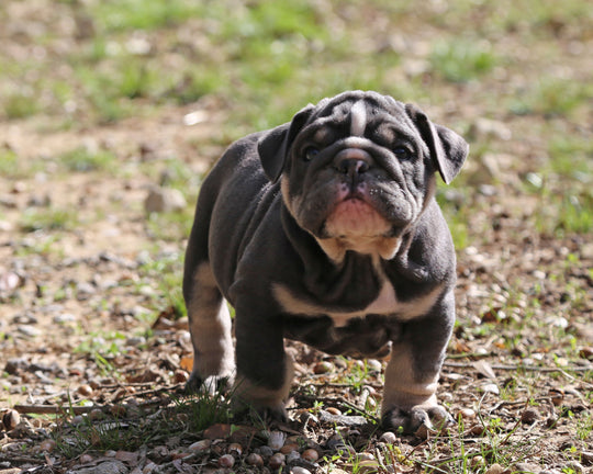 Indigo Cruz!  Blue Tri Bulldog Male / Balanced, Confident   SOLD