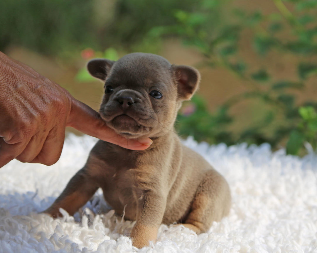 ASPEN! Showstopper Lilac and Tan French Bulldog, Female