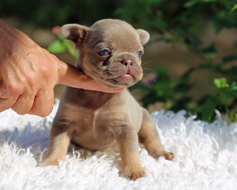 ASPEN! Showstopper Lilac and Tan French Bulldog, Female
