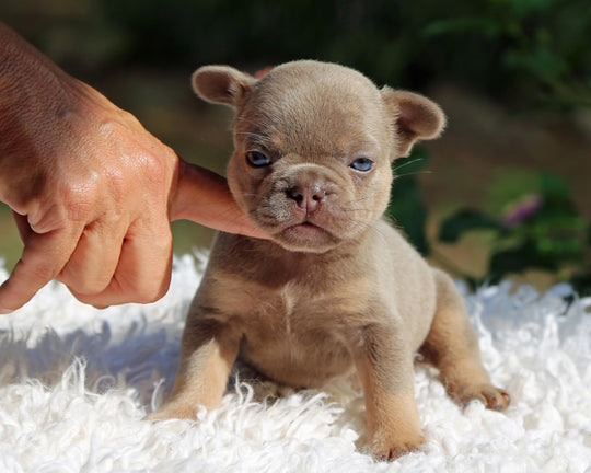 ASPEN! Showstopper Lilac and Tan French Bulldog, Female