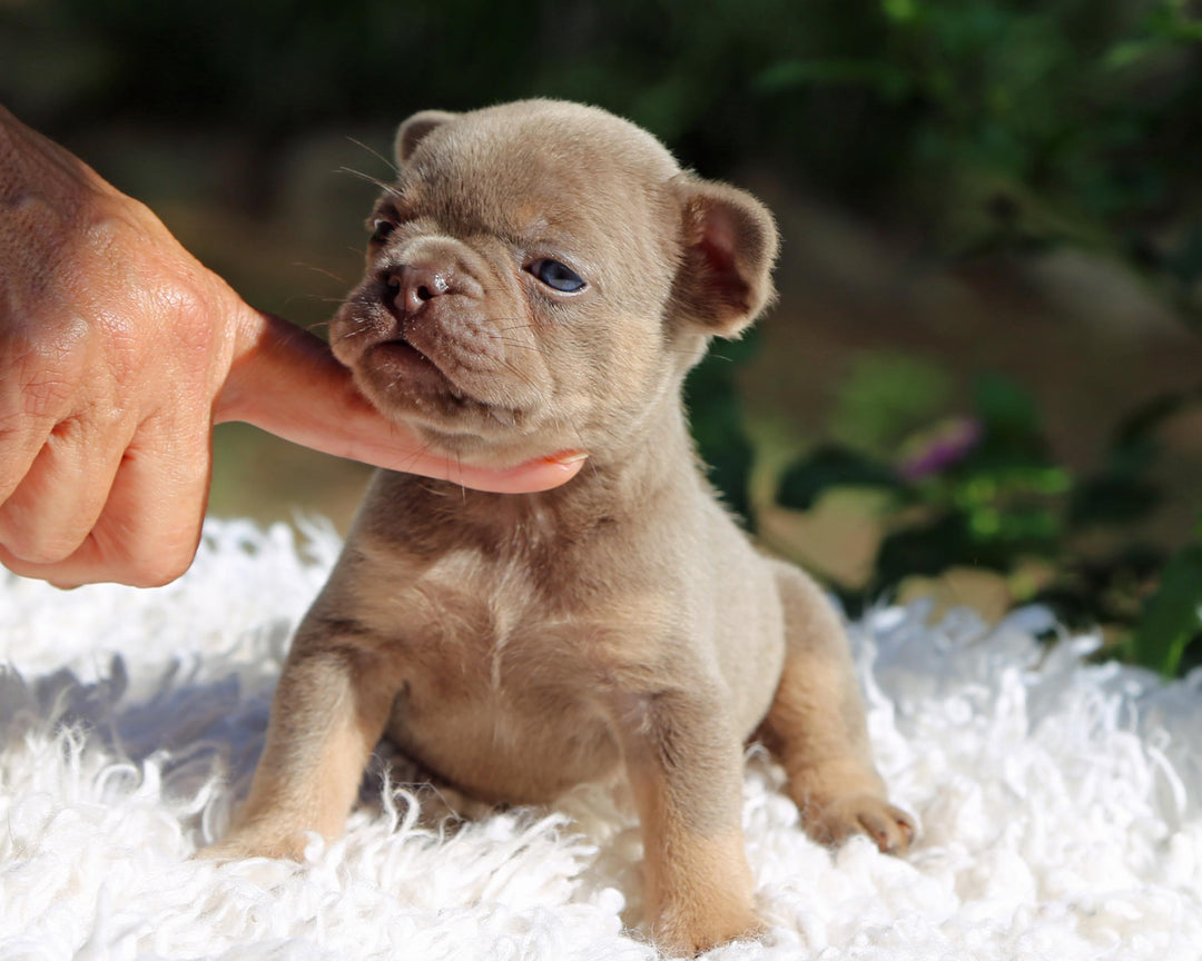 ASPEN! Showstopper Lilac and Tan French Bulldog, Female