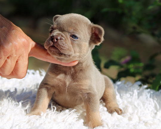 ASPEN! Showstopper Lilac and Tan French Bulldog, Female