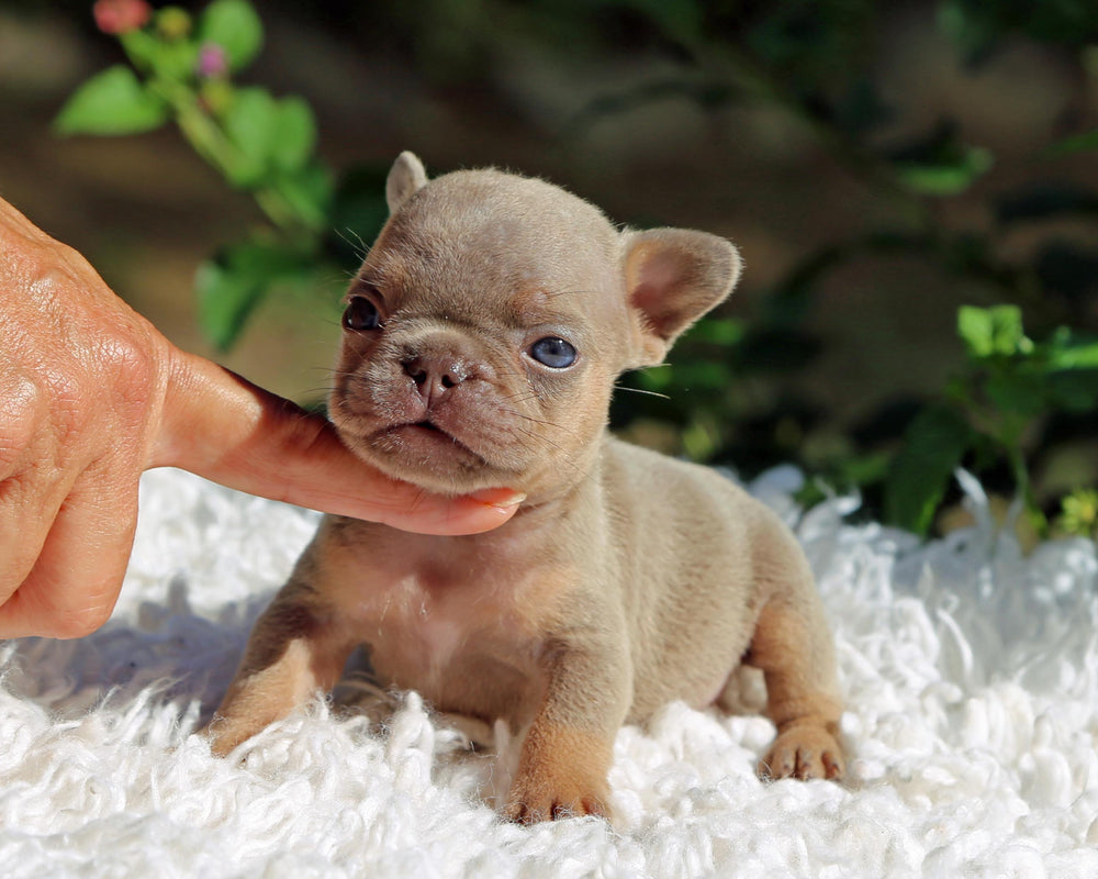 TAMPA! Compact Lilac and Tan French Bulldog, Female