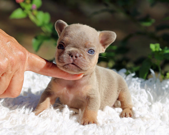 TAMPA! Compact Lilac and Tan French Bulldog, Female