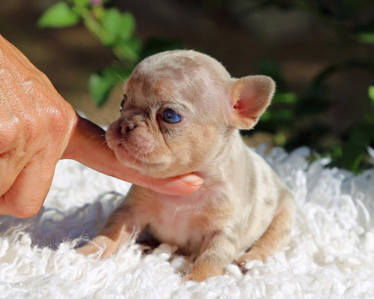 PHOENIX! Enchanting Isabella Merle French Bulldog, Female