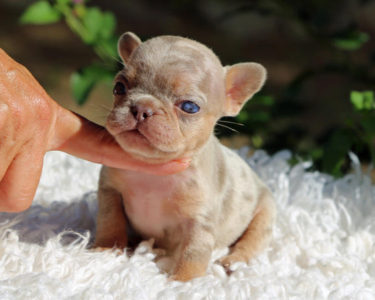 PHOENIX! Enchanting Isabella Merle French Bulldog, Female
