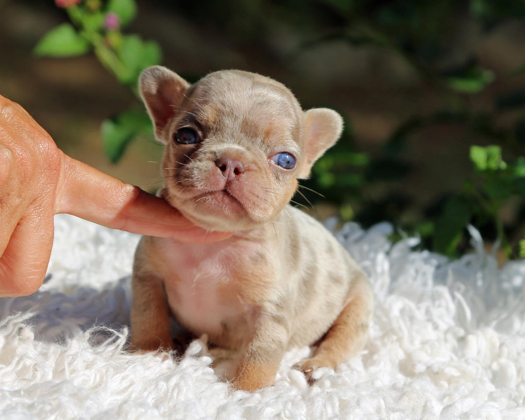 PHOENIX! Enchanting Isabella Merle French Bulldog, Female