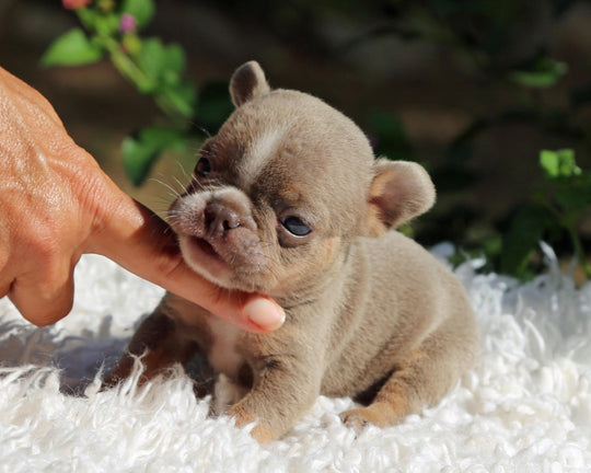 VEGAS! Stunning Lilac French Bulldog, Female
