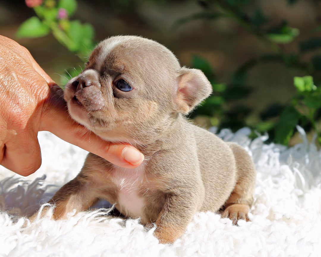 VEGAS! Stunning Lilac French Bulldog, Female