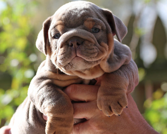Amaretto!  Lilac Tri Bulldog Male /Unique, Dashing & Extra Sweet   RESERVED