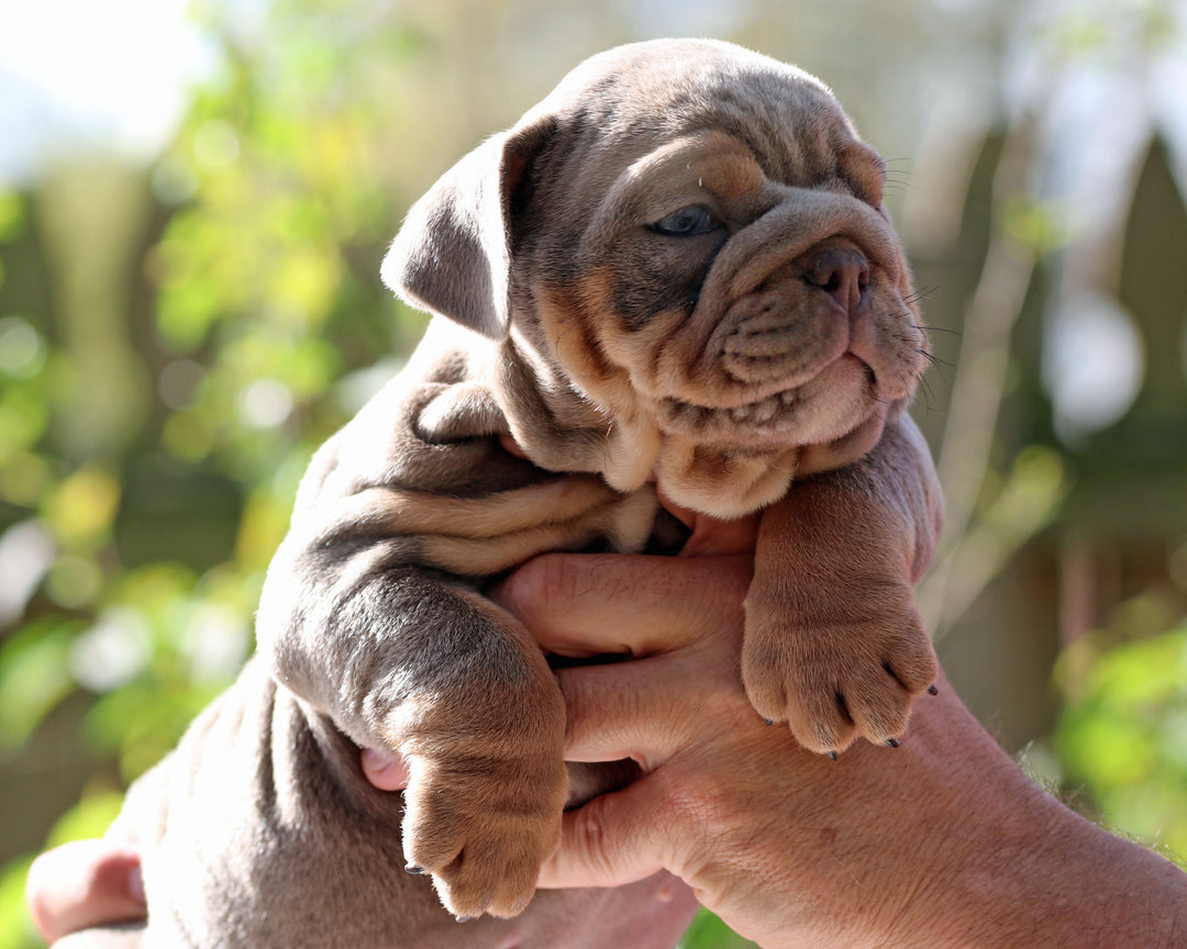 Amaretto!  Lilac Tri Bulldog Male /Unique, Dashing & Extra Sweet   RESERVED