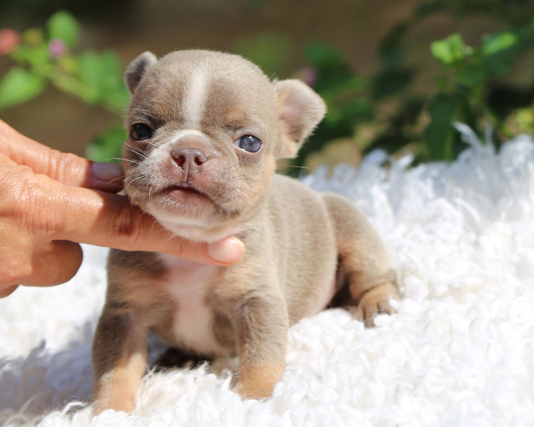 VEGAS! Stunning Lilac French Bulldog, Female