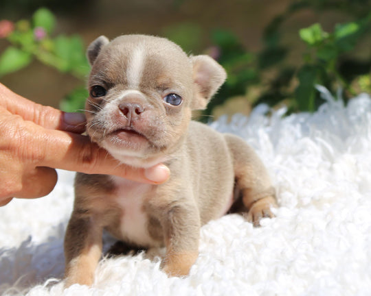 VEGAS! Stunning Lilac French Bulldog, Female