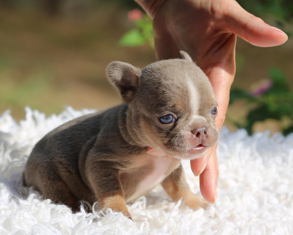 VEGAS! Stunning Lilac French Bulldog, Female