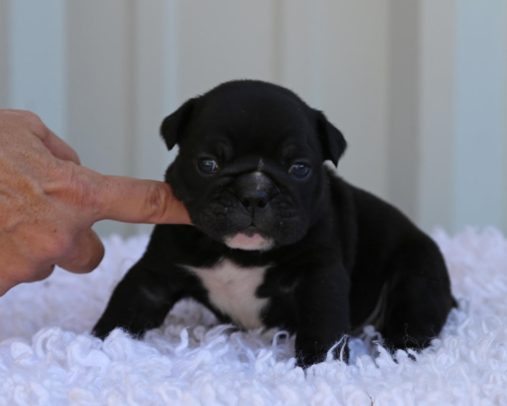 Onyx!  Black Bulldog Male/ Striking, Loveable  RESERVED