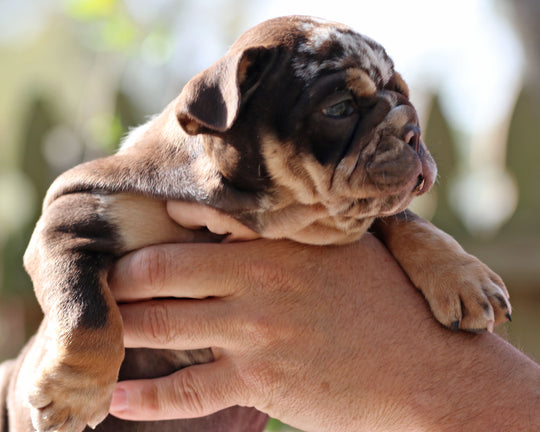 Gelato! Chocolate Merle Bulldog Female with Tan Points / Soulful & Refined