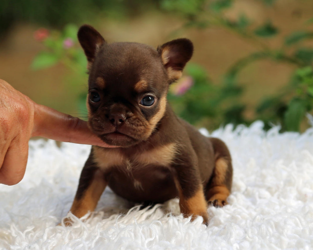 JORDAN! Breathtaking Chocolate and Tan French Bulldog, Female