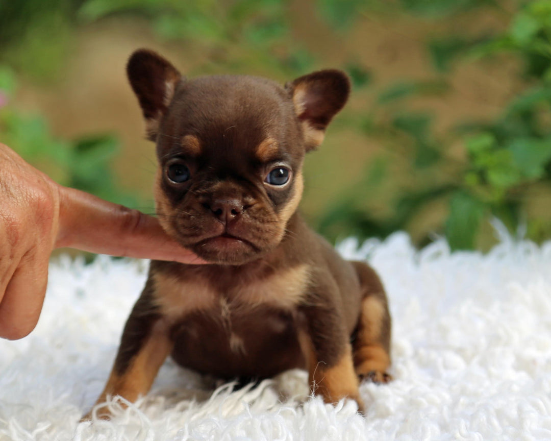 JORDAN! Breathtaking Chocolate and Tan French Bulldog, Female