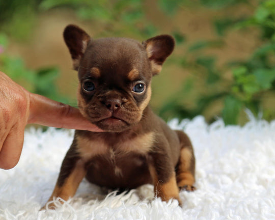 JORDAN! Breathtaking Chocolate and Tan French Bulldog, Female