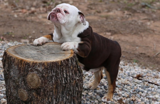 Brown Bulldog standing on a wooden stump outdoors.