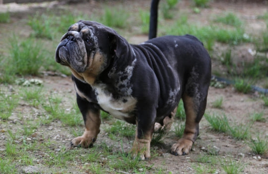 Bulldog standing on a grassy and dirt-covered ground