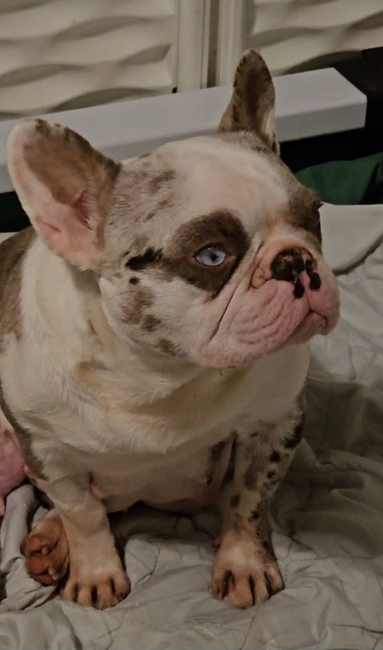 JEWEL IS AVAILABLE, Stunning Lilac Merle French Bulldog, Female
