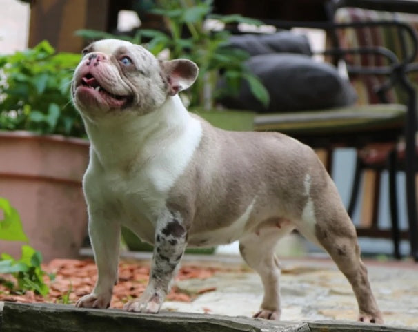 JEWEL IS AVAILABLE, Stunning Lilac Merle French Bulldog, Female
