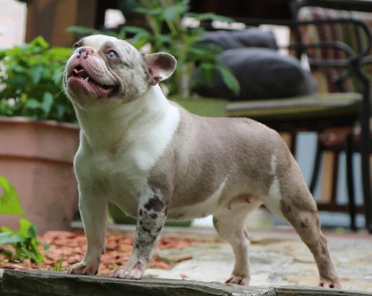JEWEL IS AVAILABLE, Stunning Lilac Merle French Bulldog, Female